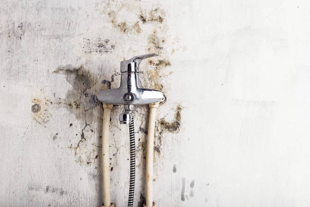  South Gull Lake, MI Mold Removal Pros