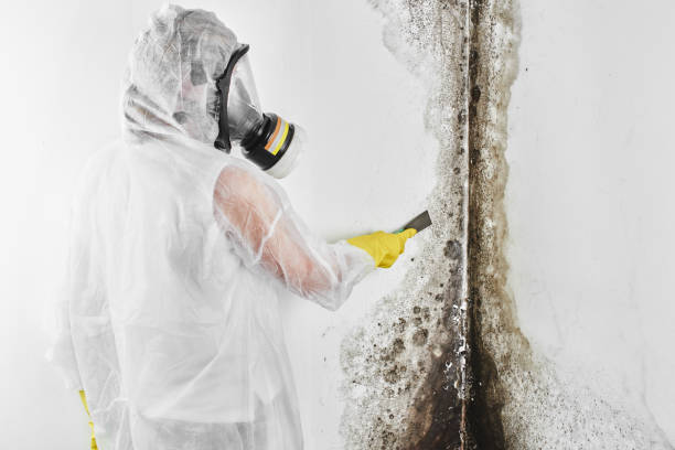 Best Residential Mold Remediation in South Gull Lake, MI