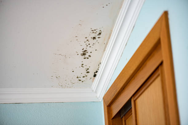 Best Industrial Mold Remediation in South Gull Lake, MI