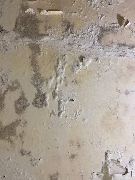 Best Post-Flood Mold Remediation in South Gull Lake, MI