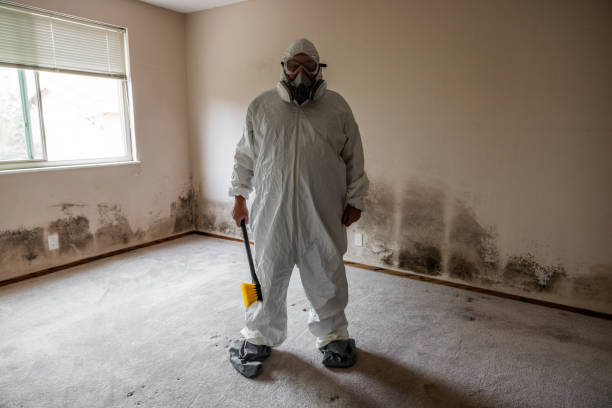 Trusted South Gull Lake, MI Mold Remediation Experts