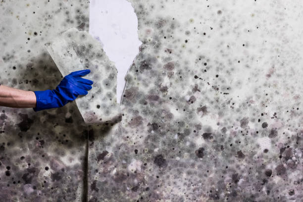 Best Black Mold Remediation in South Gull Lake, MI
