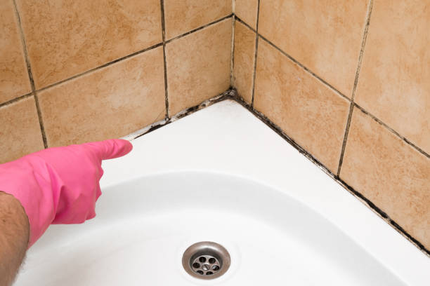 Best Emergency Mold Remediation in South Gull Lake, MI
