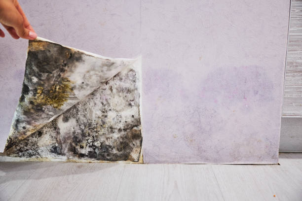 Best Localized Mold Remediation (e.g., coastal areas, humid climates) in South Gull Lake, MI
